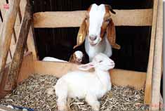 感受大学生羊倌自由苦乐年华