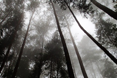 天然氧吧章怀山 梦圆莲花洞