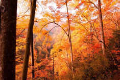 光雾山红叶--像一幅绝美的画