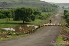 浓浓草原情 盛夏大美科尔沁