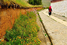 松赞林寺的召唤 清心花自开
