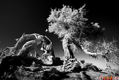 苍劲的胡杨-不朽的传说