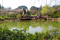 赏桃花游无锡 美景美食美不胜收