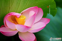 安静娴雅 荷韵幽来