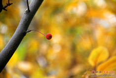 古尔邦节“找树根 捡石头”