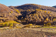 秋风飒爽 木兰围场自驾游记