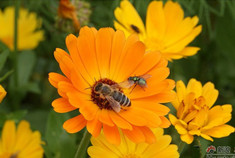醉在那青色的海 青海湖游记