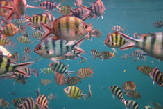 难忘日本花园 从此爱上浮潜