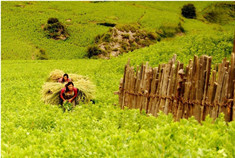 成都—迭部扎尕那自驾游攻略