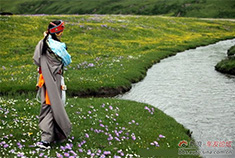 “最美草原花海“阿坝俄木塘