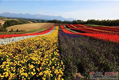 恋恋北海道 富田农场看花海