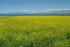 风驰高原 青海湖的油菜花田