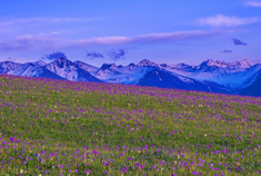 黑色莽原--美丽的喀拉峻草原