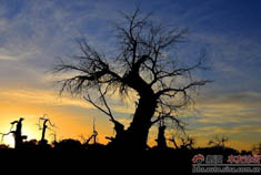 额济纳胡杨林——生命的呐喊