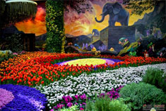 七彩云南花之城 如醉花海中