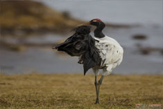 云南昭通大山包 翩跹黑颈鹤