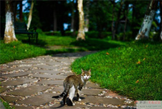 自驾游简阳三岔湖 路遇萌物