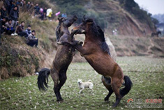 苗乡过新年 感觉大家萌萌哒