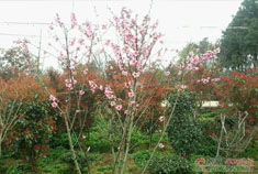 南昌梅岭脚下 双岗村看碧桃