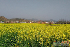 踏春汉阴 赏中坝村油菜花海