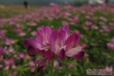青狮潭花海 寻桂林小象鼻山