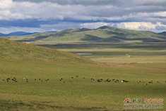 川西旅行之大美若尔盖草原