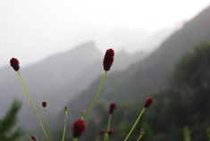 自驾游南太行之山花烂漫 美丽依然