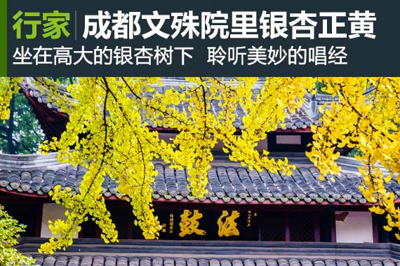 行家：成都文殊院的银杏正黄
