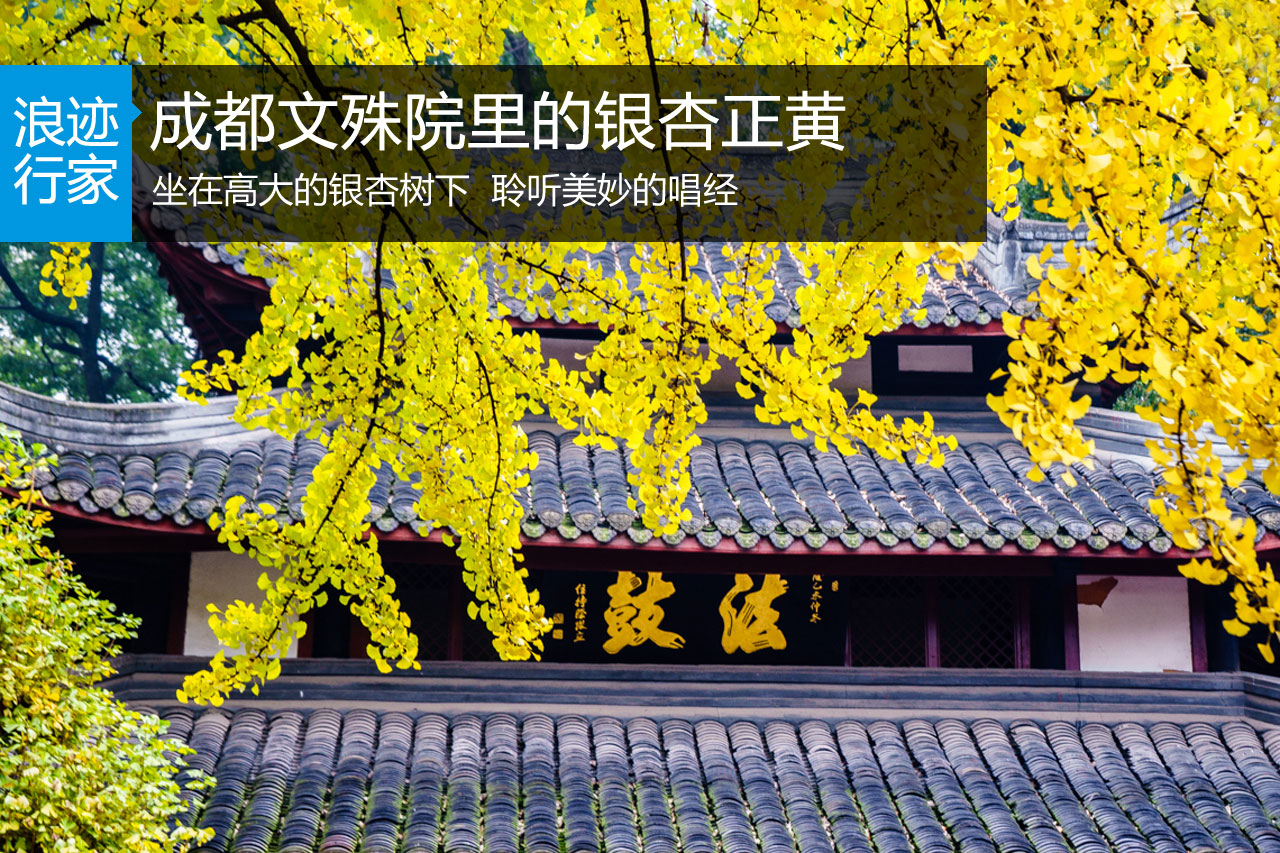 行家：成都文殊院的银杏正黄