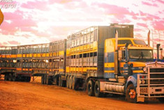 见识澳洲内陆的巨无霸 公路列车