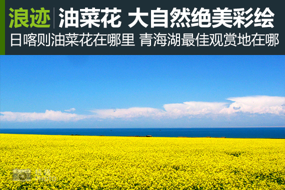浪迹：盛夏怒放，最美的高原油菜花海