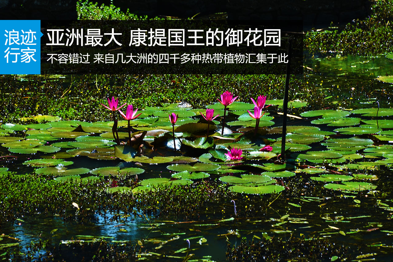 行家：亚洲最大 康提国王的御花园  