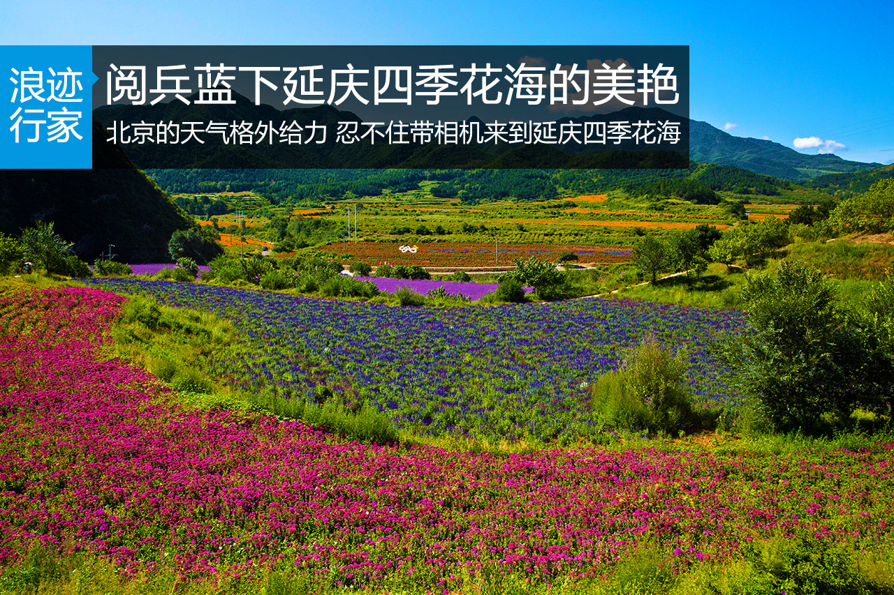 行家：阅兵蓝下延庆四季花海的美艳