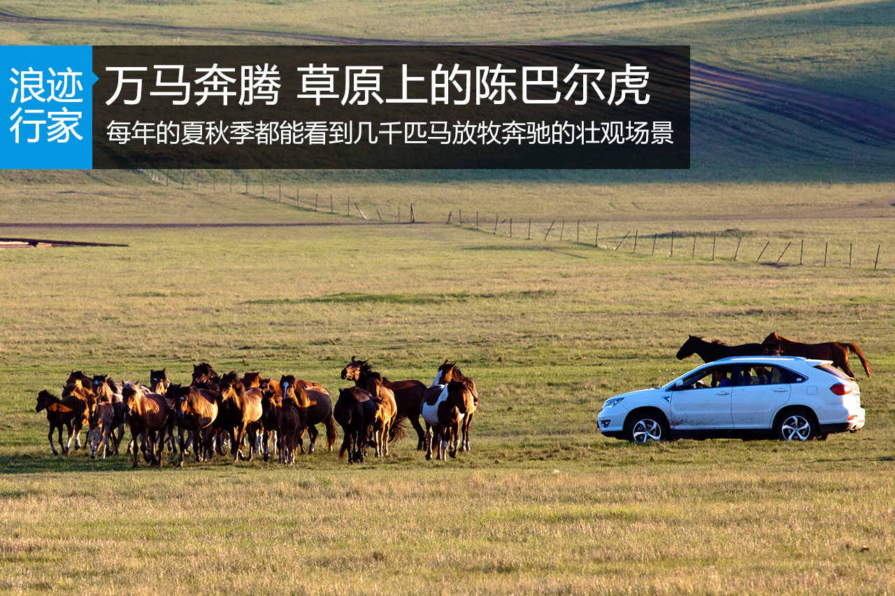 行家：万马奔腾 草原上的陈巴尔虎 