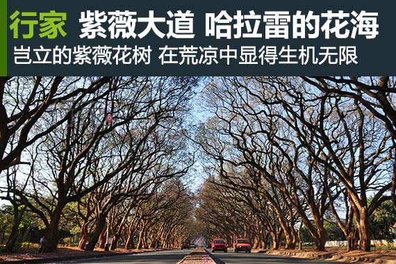 行家：紫薇大道 非洲哈拉雷的花海