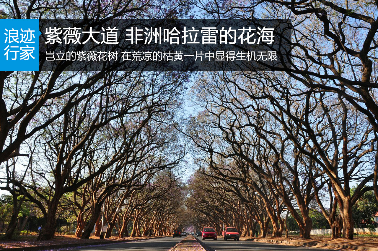 行家：紫薇大道 非洲哈拉雷的花海