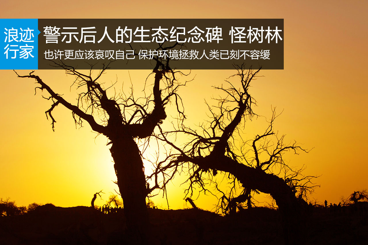 行家：警示后人的生态纪念碑 怪树林