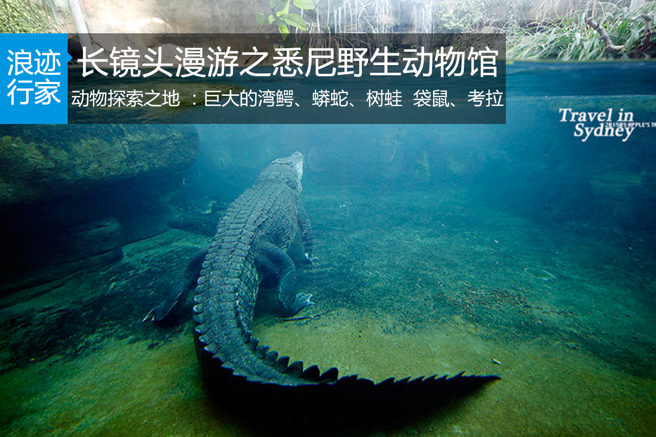 行家：长镜头漫游之悉尼野生动物馆