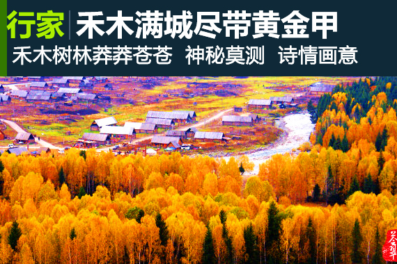 行家：北疆归来——禾木满城尽带黄金甲