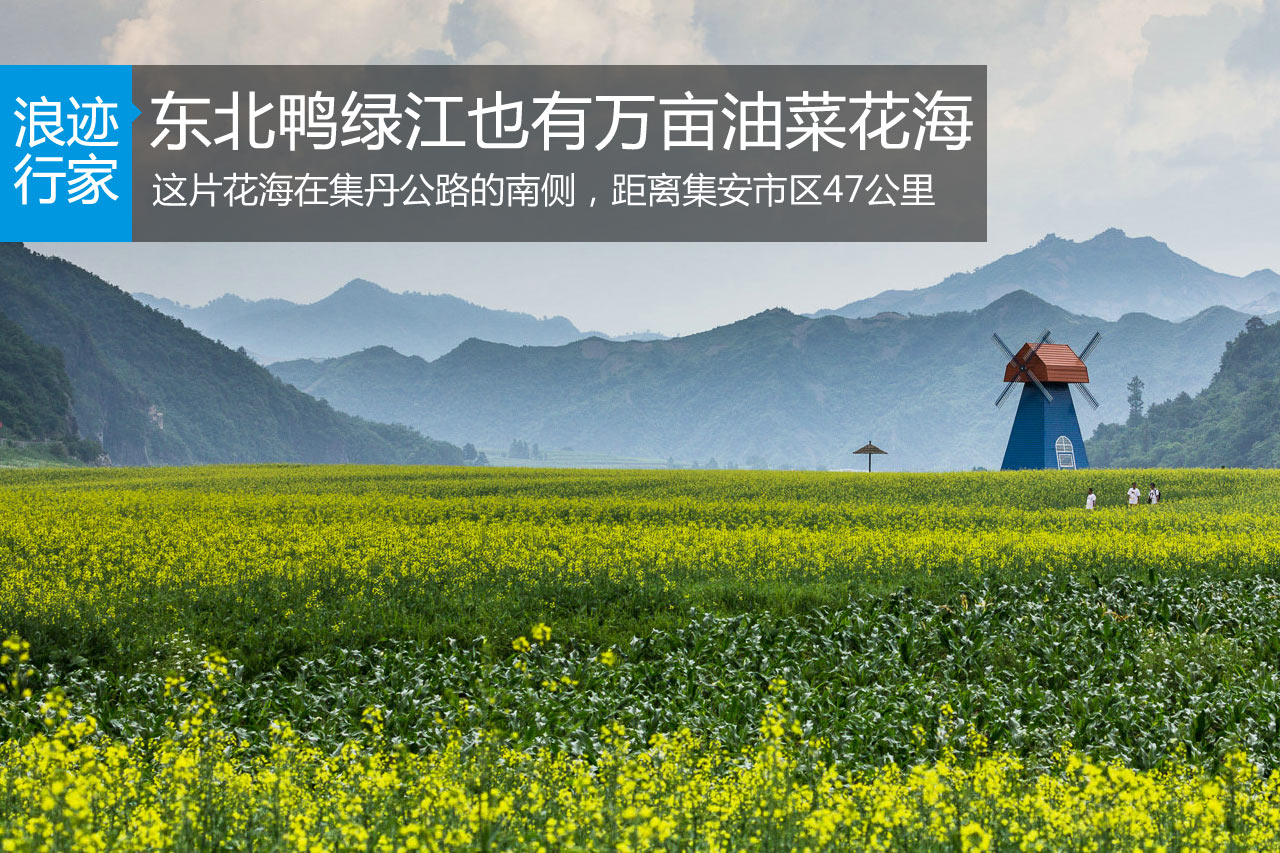 东北鸭绿江也有万亩油菜花海