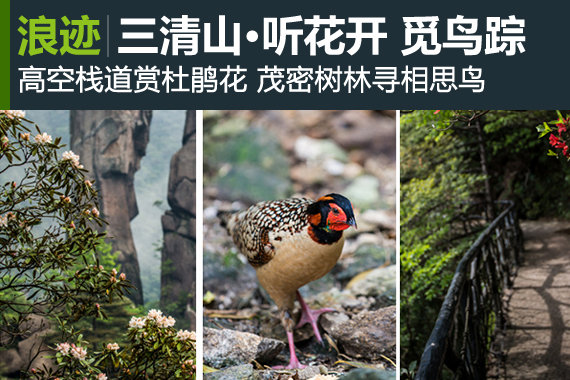 三清山中云端听花开 林间觅鸟踪