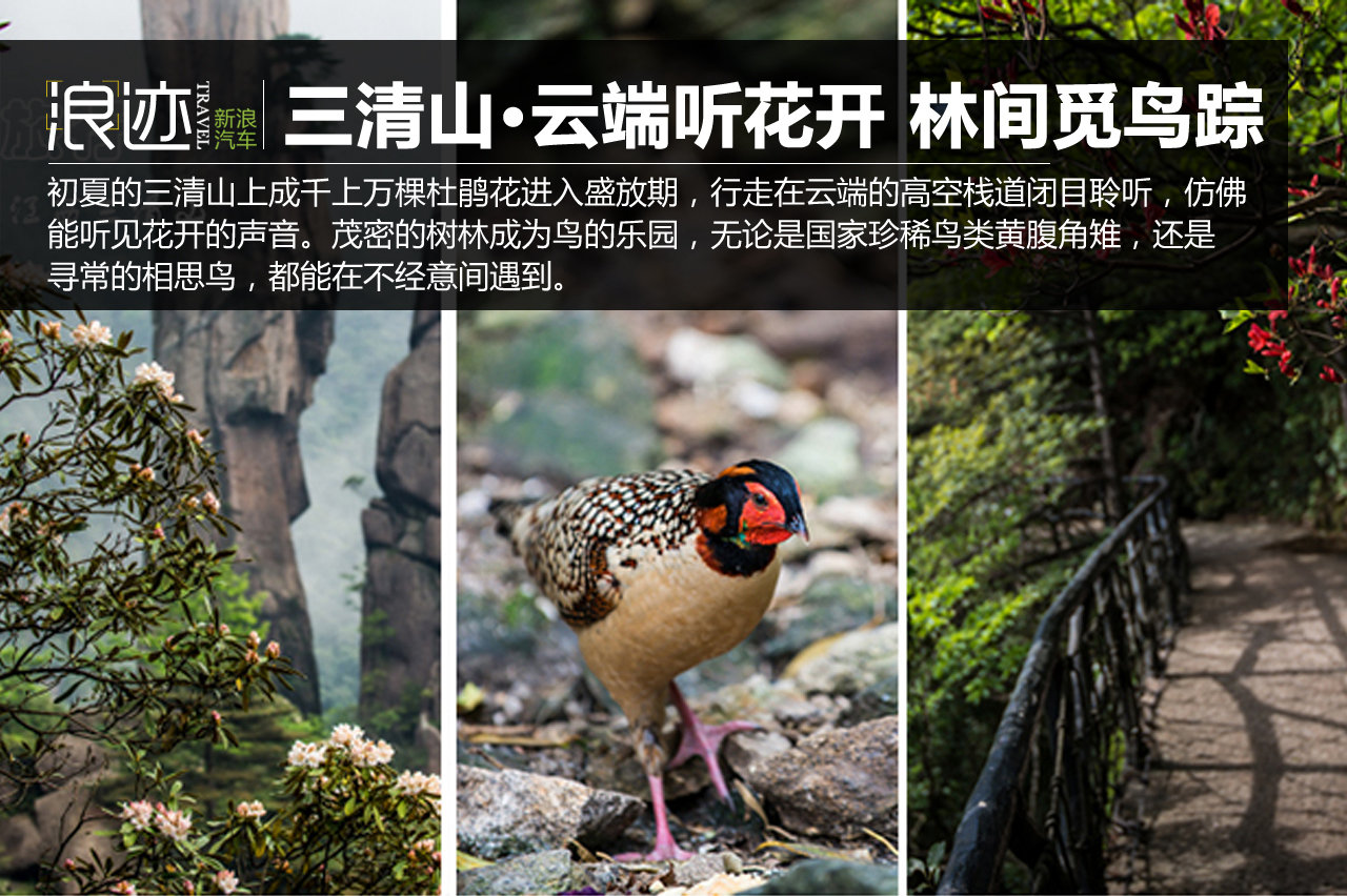 三清山中云端听花开 林间觅鸟踪