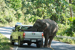 前方有欲火焚身的大象车辆请绕行