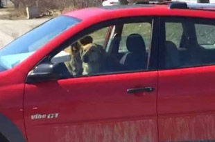 狗狗“开跑”主人庞蒂亚克Vibe