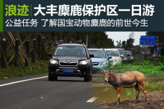 约会国宝 自驾游大丰麋鹿保护区