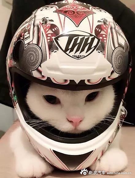 网友常骑机车遛猫 为保障安全 给喵整了些装备