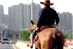 男子早高峰骑马上立交桥 引司机注目拍照