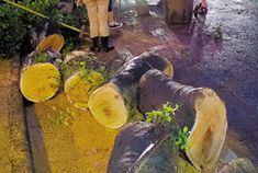 雷雨中榕树断臂砸到的士 幸未造成伤亡