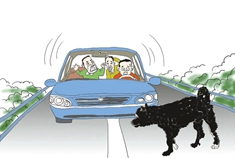 流浪狗被汽车撞飞后砸伤路边无辜老人