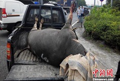 800斤的牛魔王发飙高速连撞数车后被击毙